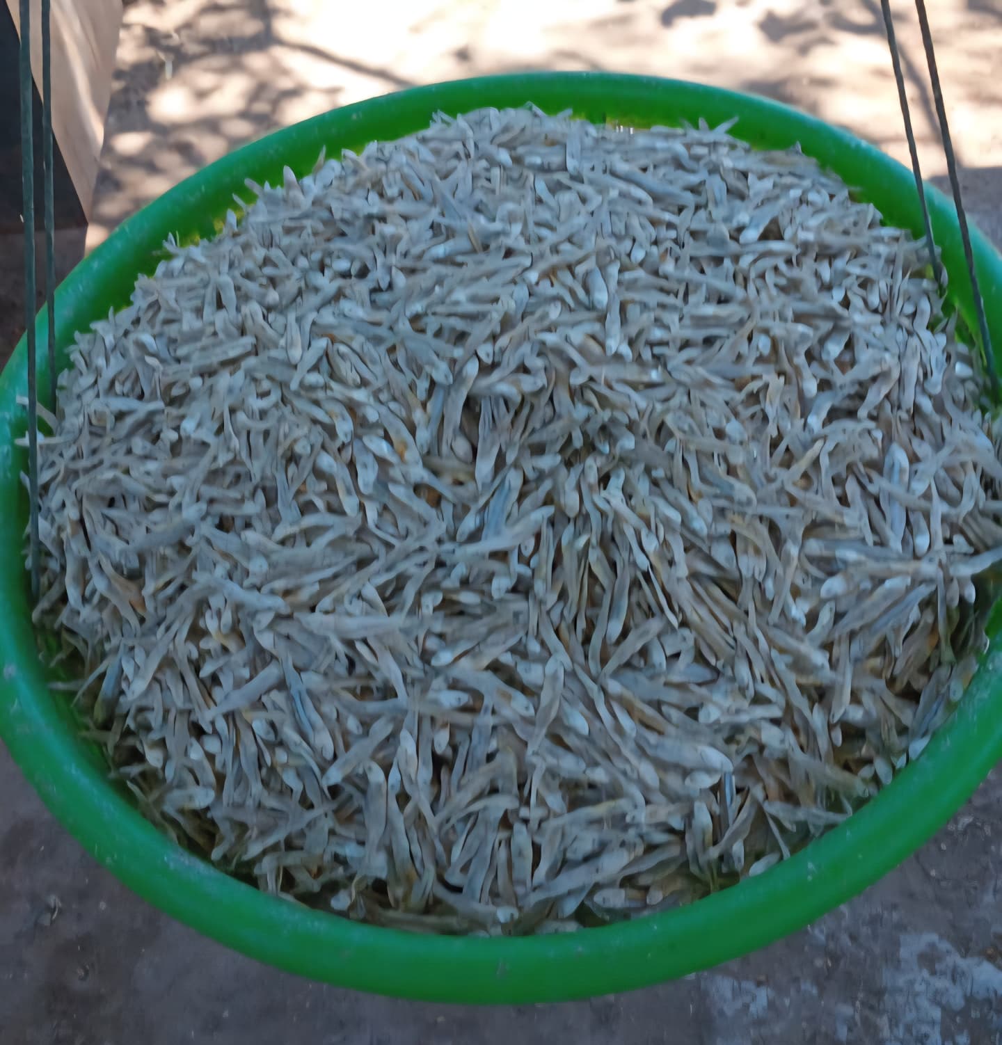 Pescado Oreado
